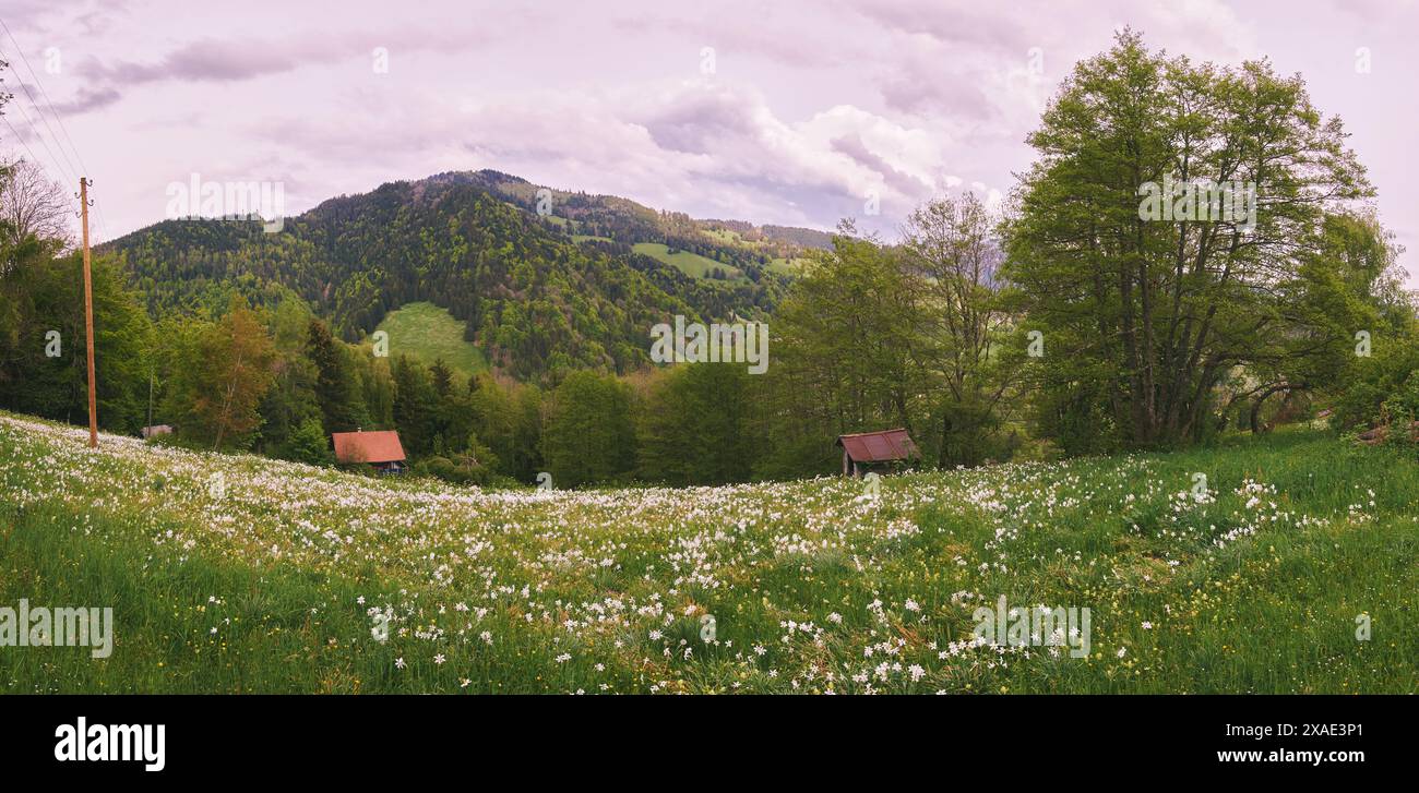 Panorama paysage avec fleurs de narcisses sauvages en fleurs dans les Pléiades, montagne dans les Préalpes suisses dans le canton de Vaud, Suisse Banque D'Images