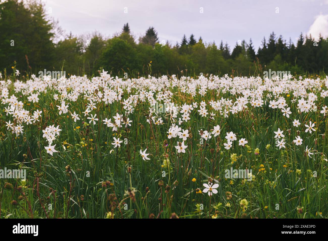 Paysage avec fleurs de narcisses sauvages en fleurs champ dans les Pléiades, montagne dans les Préalpes suisses dans le canton de Vaud, Suisse Banque D'Images