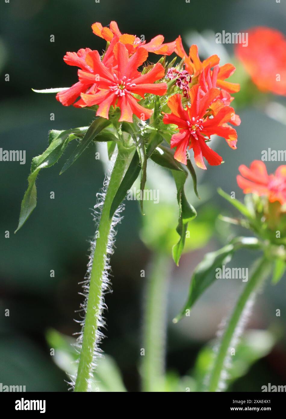 Oeillet écarlate délicat avec quelques fleurs Banque D'Images
