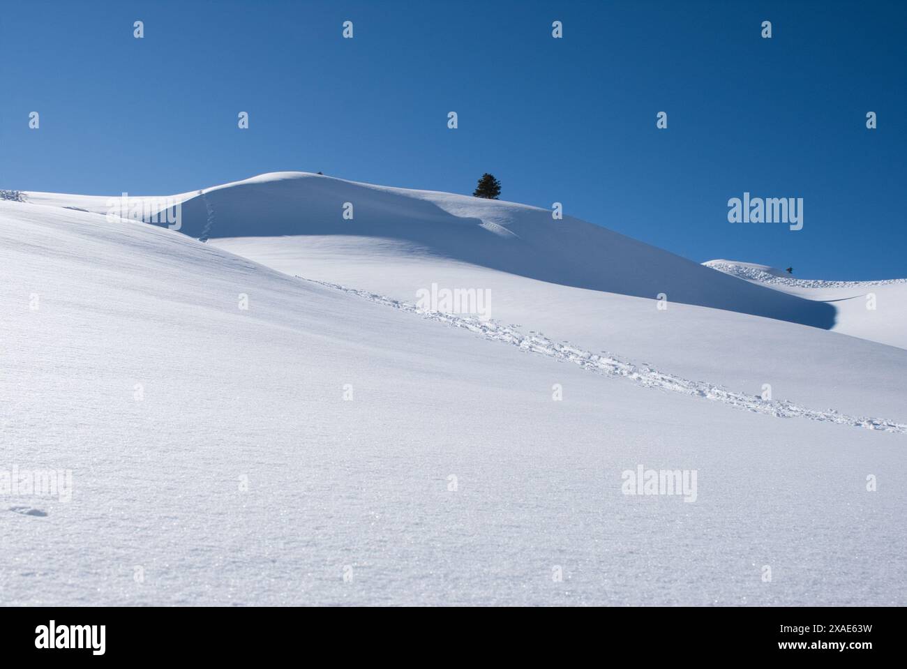 Une colline enneigée avec un arbre au milieu. Le ciel est clair et bleu Banque D'Images