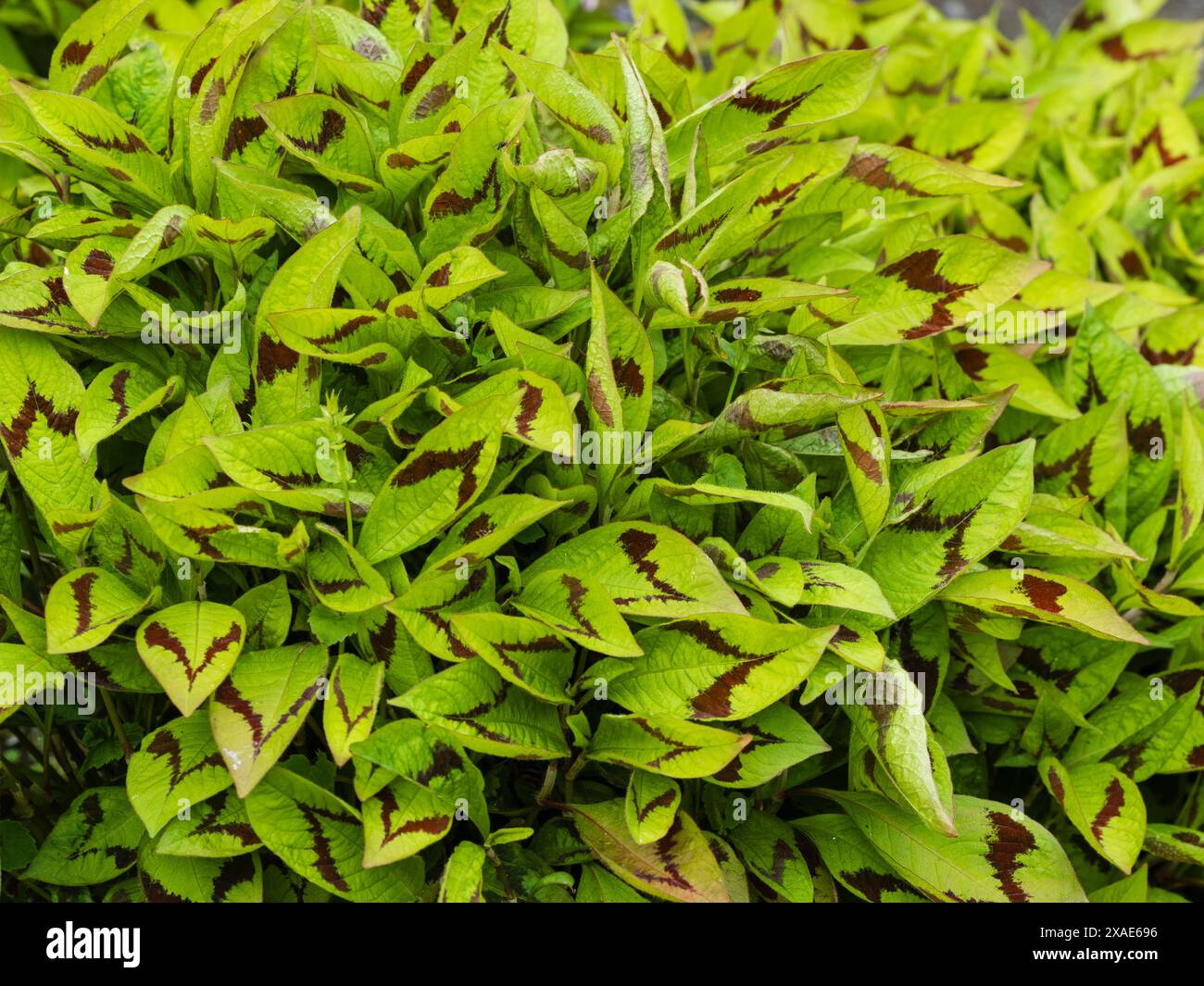 Chevrons en V sur le feuillage de la persane rustique Persicaria virginiana var. Filiformis 'lance Corporal' Banque D'Images