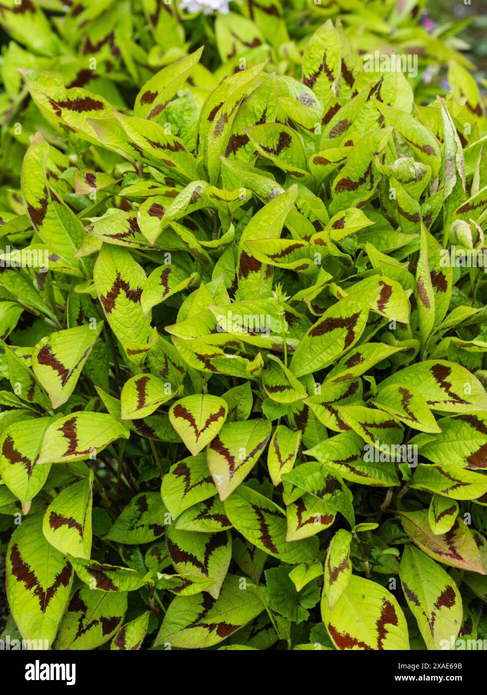 Chevrons en V sur le feuillage de la persane rustique Persicaria virginiana var. Filiformis 'lance Corporal' Banque D'Images