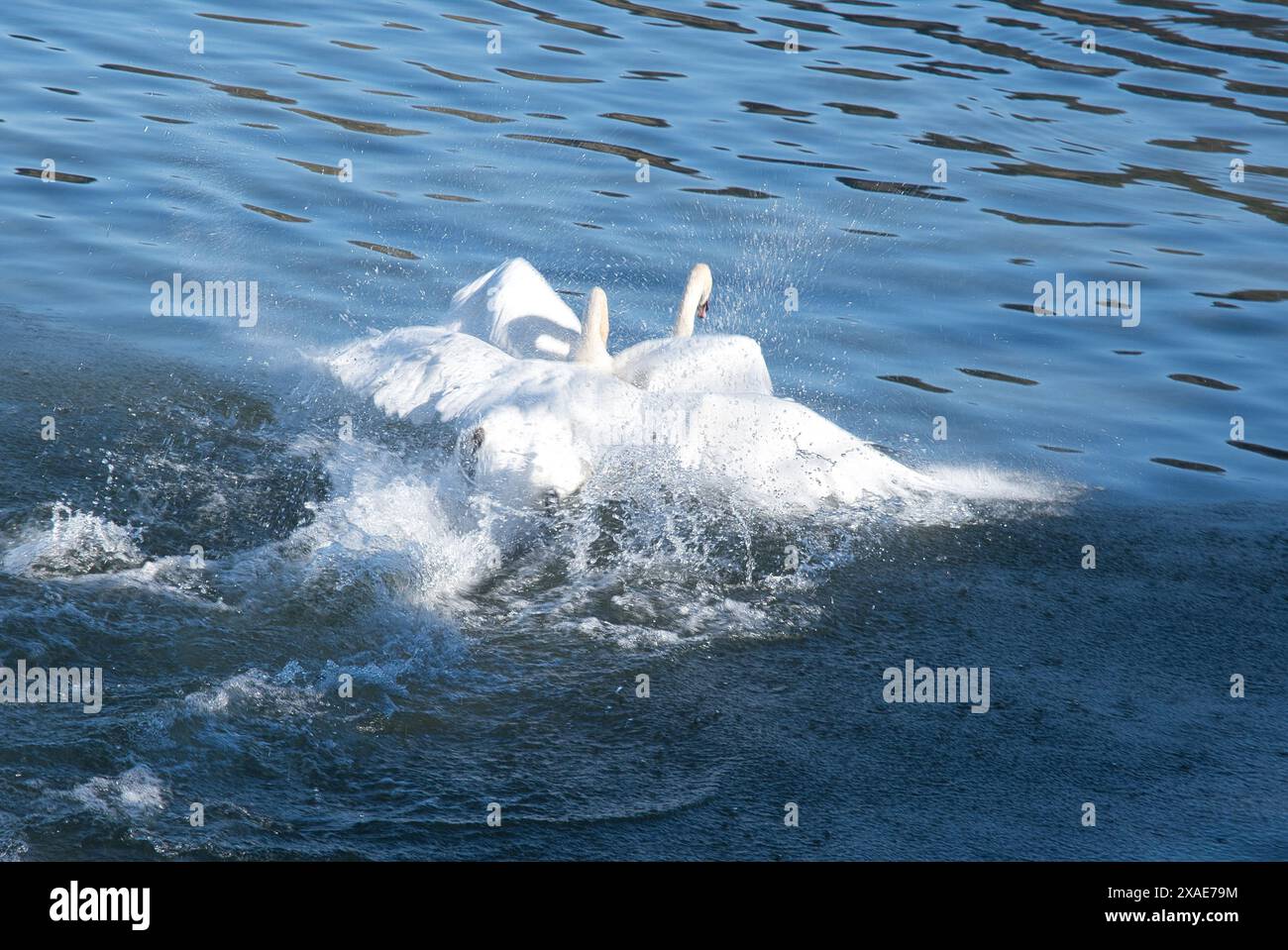 Un groupe de cygnes nage dans l'eau Banque D'Images