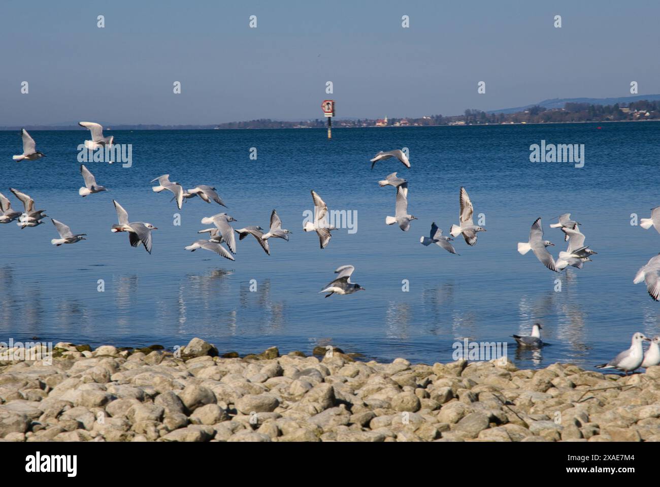 Un troupeau de mouettes volant au-dessus de l'océan. Le ciel est clair et l'eau calme Banque D'Images