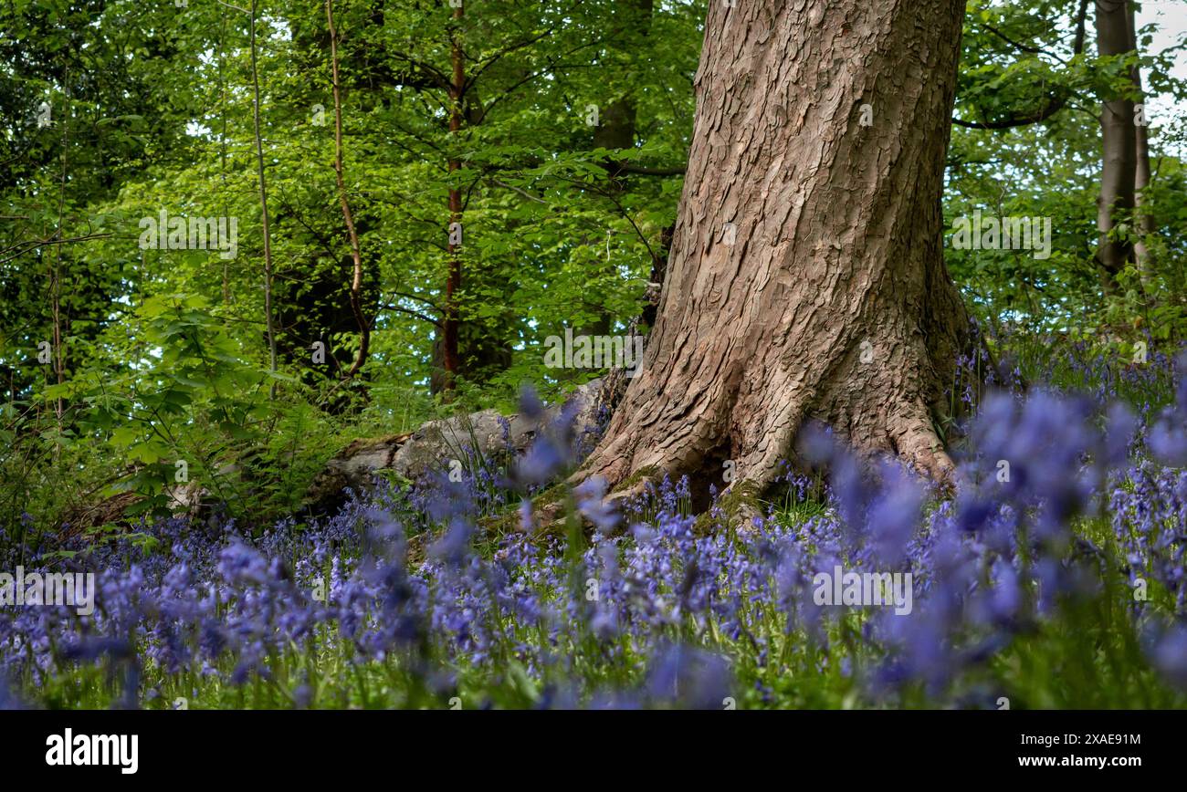 Image horizontale de printemps d'un tronc d'arbre en spirale tordu avec le sol couvert de fleurs de bluebell et d'arbres verts en arrière-plan Banque D'Images