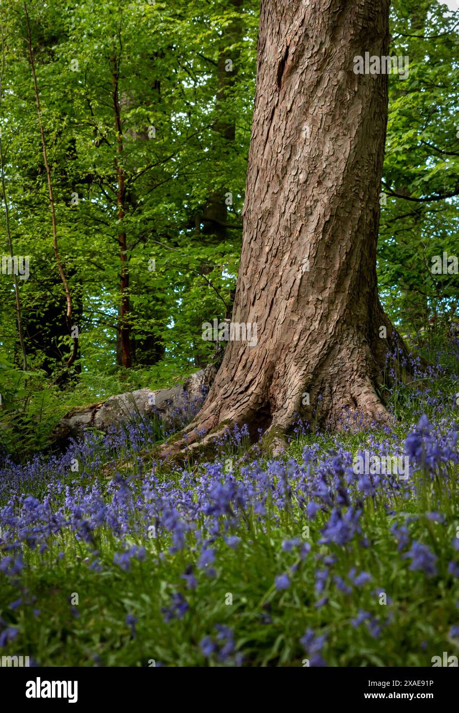 Image verticale printanière d'un tronc d'arbre en spirale tordu avec le sol couvert de fleurs de bluebell et d'arbres verts en arrière-plan Banque D'Images