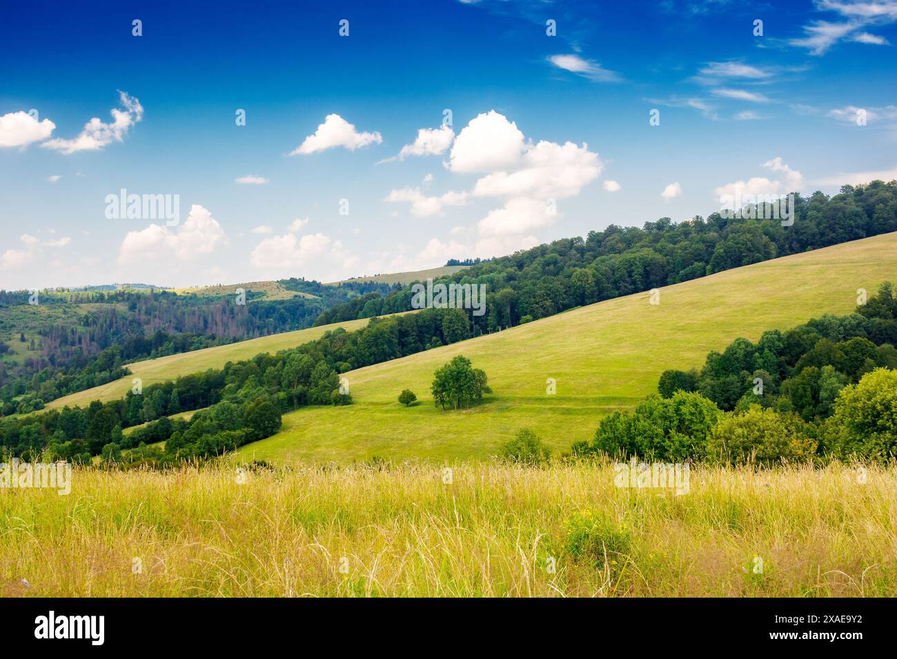 paysage de montagne avec prairie herbeuse et forêt sur la colline. belle vue sur les carpates ukrainiennes sous un ciel bleu avec des nuages. publicité extérieure rurale Banque D'Images