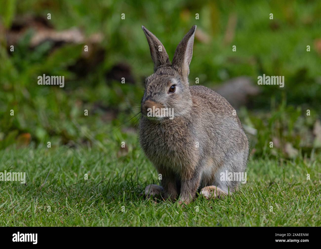 Élevez-vous comme des lapins. Un gros plan d'un jeune lapin ou Coney (Oryctolagus cuniculus) assis sur la pelouse dans un jardin . Suffolk, Royaume-Uni Banque D'Images