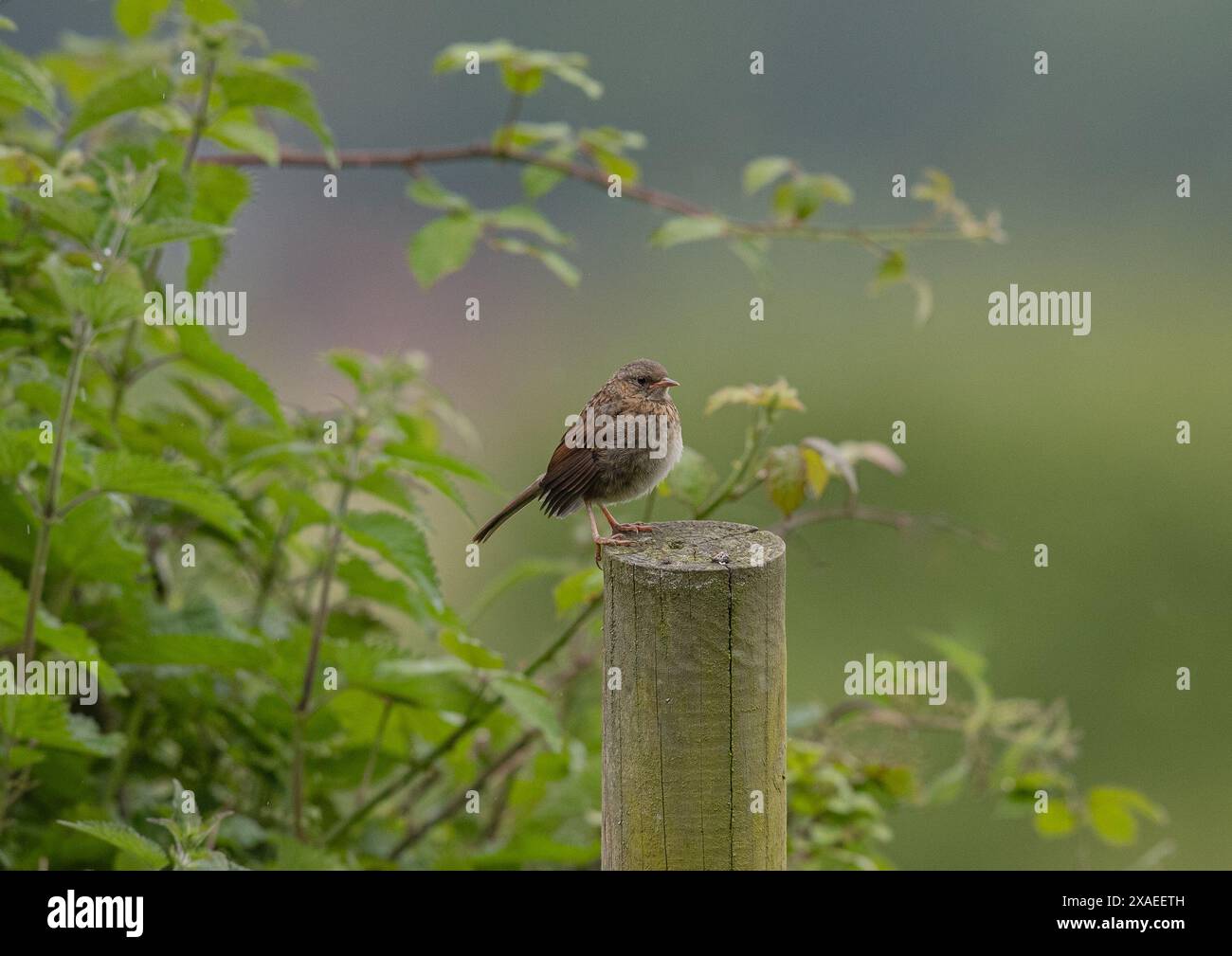 Un Dunnock juvénile mignon et moelleux ( Prunella modularis) a récemment volé. Assis sur un poteau de clôture sur un fond pastel. Suffolk, Royaume-Uni Banque D'Images