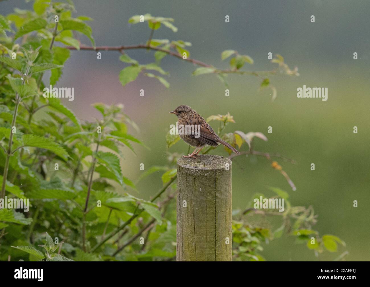 Un Dunnock juvénile mignon et moelleux ( Prunella modularis) a récemment volé. Assis sur un poteau de clôture sur un fond pastel. Suffolk, Royaume-Uni Banque D'Images