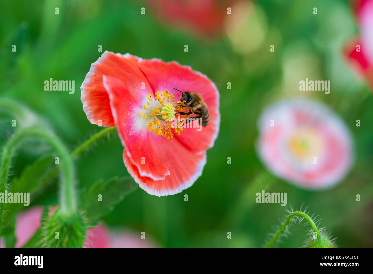 Gros plan d'une abeille sur un coquelicot rouge en fleurs, mettant en valeur la concentration sélective dans un jardin vibrant. Banque D'Images