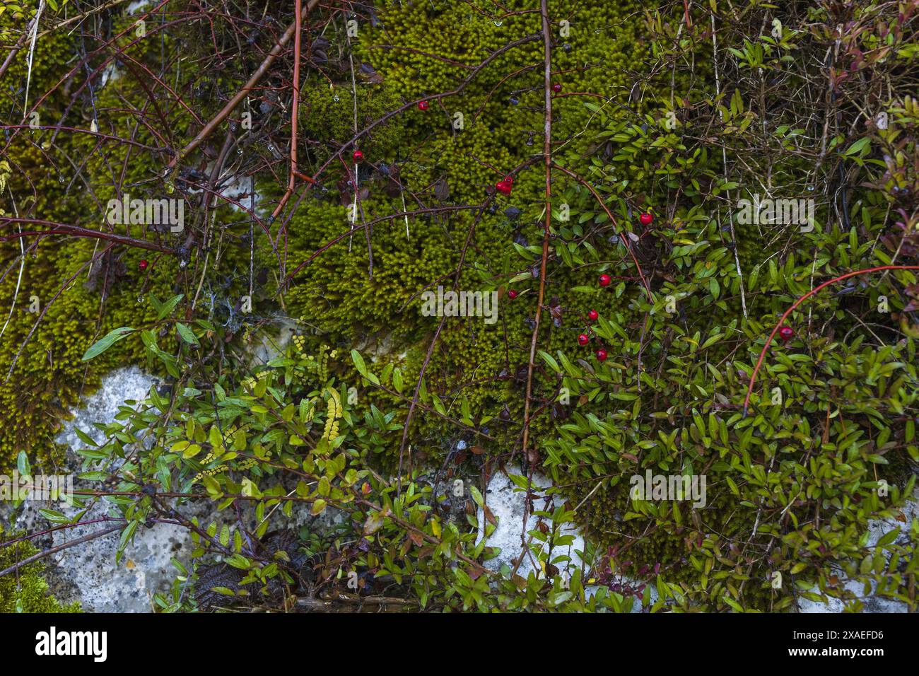 photographie d'un mur de granit gris avec de la mousse verte, des plantes minuscules, des branches et des baies rouges, fond de texture de pierre naturelle Banque D'Images