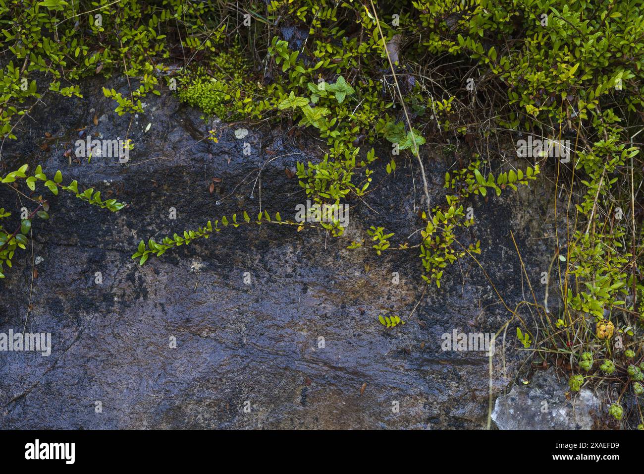 photographie d'un mur de granit gris foncé humide avec de la mousse verte et de minuscules plantes, fond de texture de pierre naturelle Banque D'Images