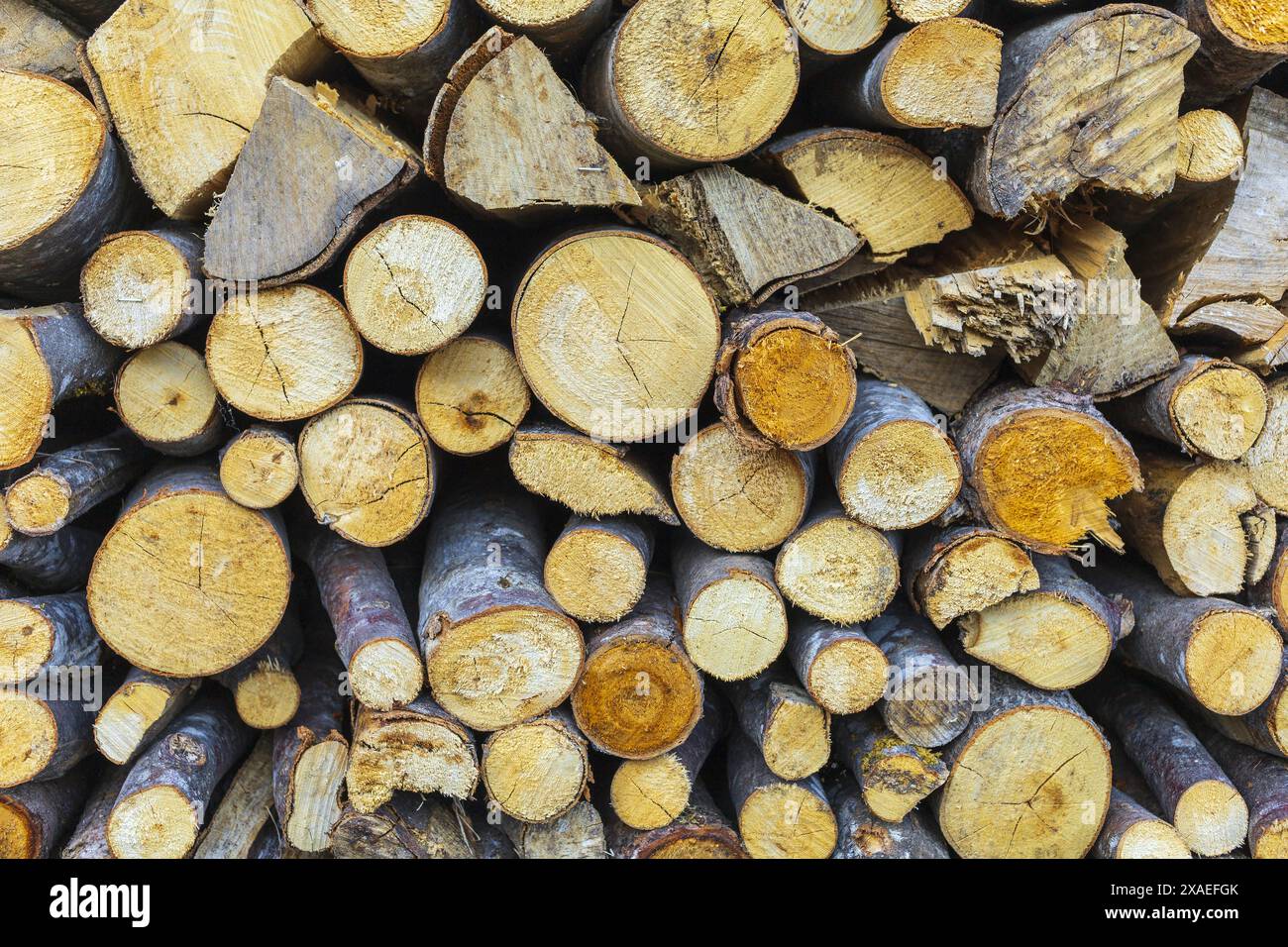 photographie de troncs d'arbre coupés dans un tas, fond de texture en bois Banque D'Images