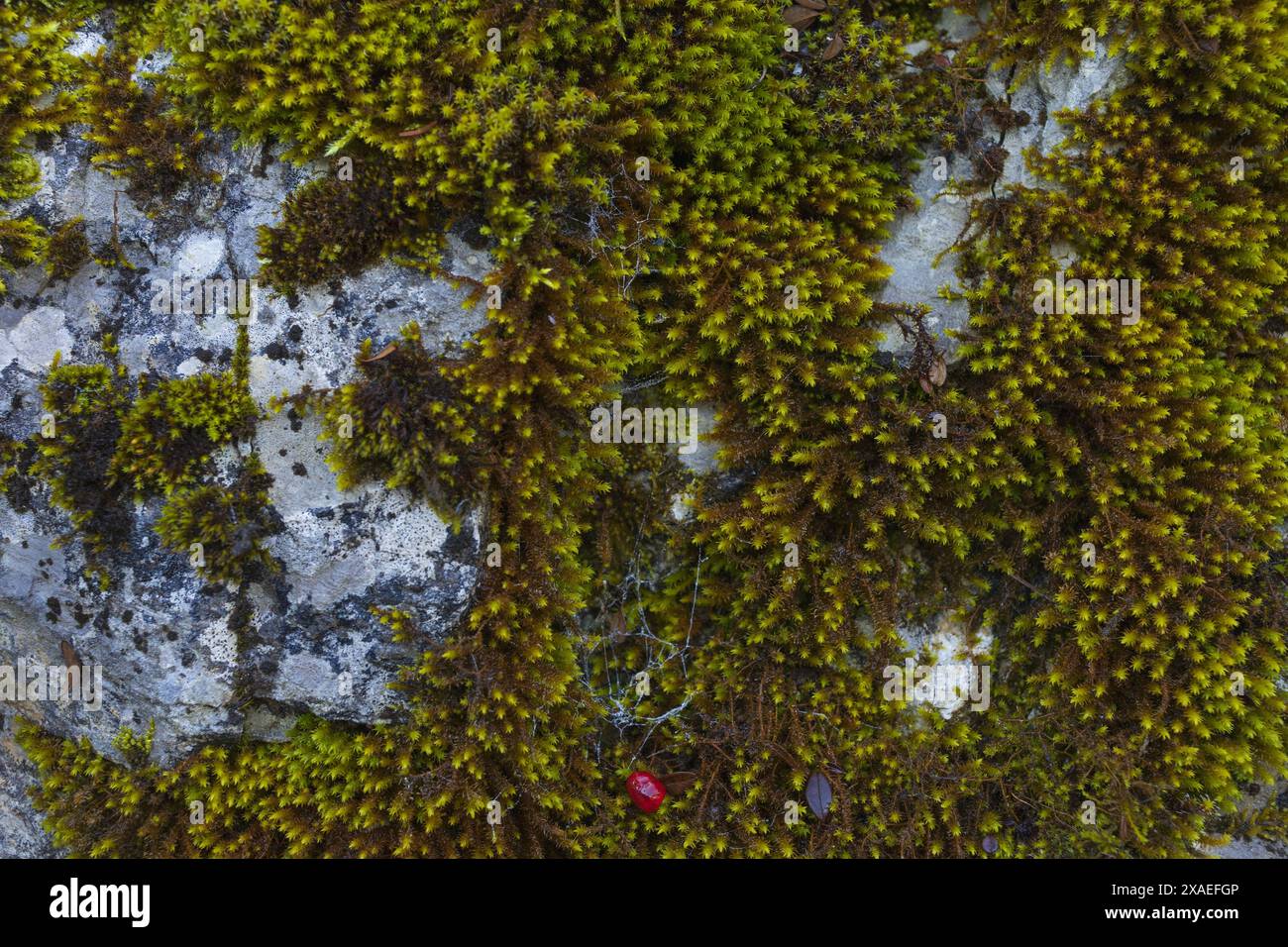 photographie d'un mur de granit gris avec mousse verte et baies rouges, fond de texture de pierre naturelle Banque D'Images