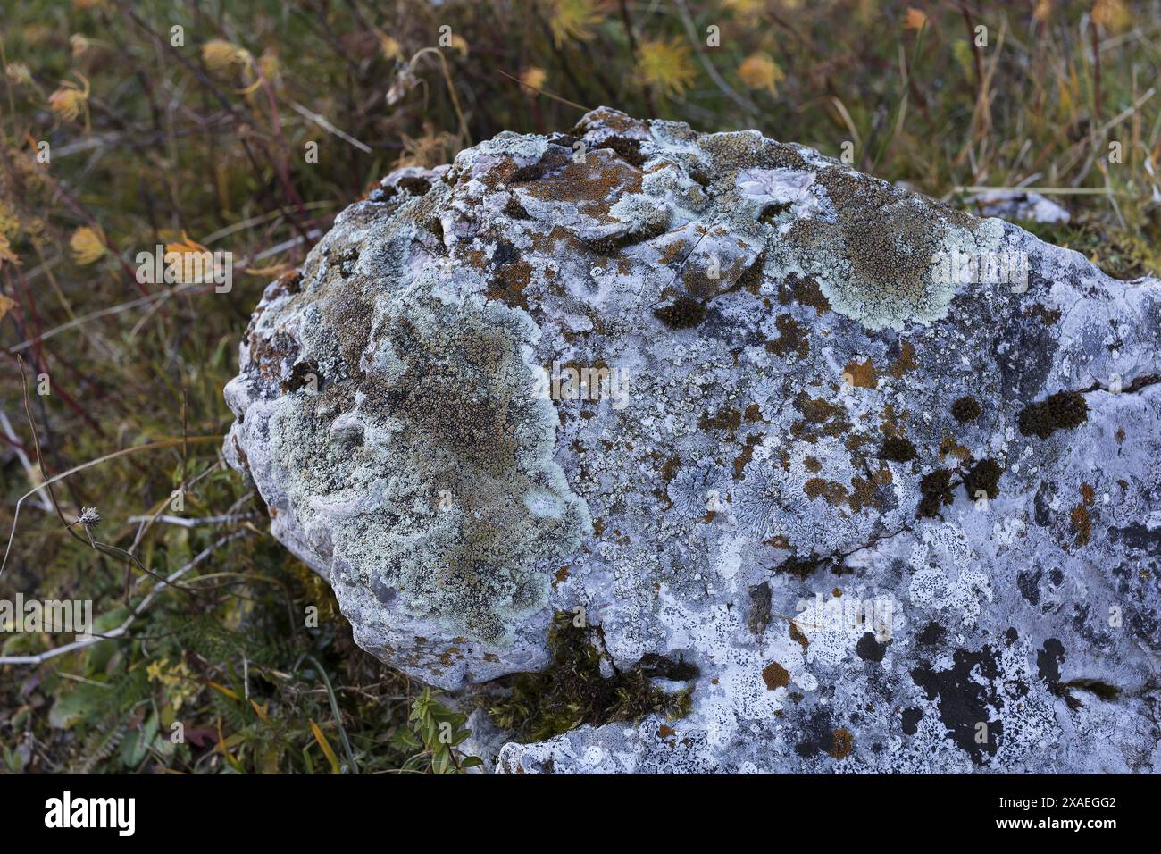 photographie rapprochée de pierre de granit gris recouverte de lichen et de mousse sur une pelouse d'herbe d'automne, fond de texture de la nature Banque D'Images