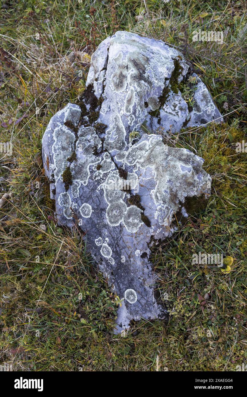 photographie rapprochée de pierre de granit gris recouverte de lichen et de mousse sur une pelouse d'herbe d'automne, fond de texture de la nature Banque D'Images