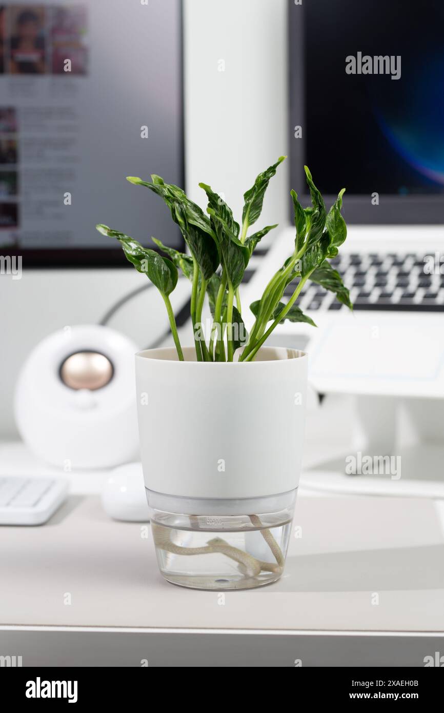 Un espace de travail moderne avec epipremnum aureum shangri la vert dans un pot blanc, complétant la configuration élégante de l'ordinateur. Auto-arrosage Banque D'Images
