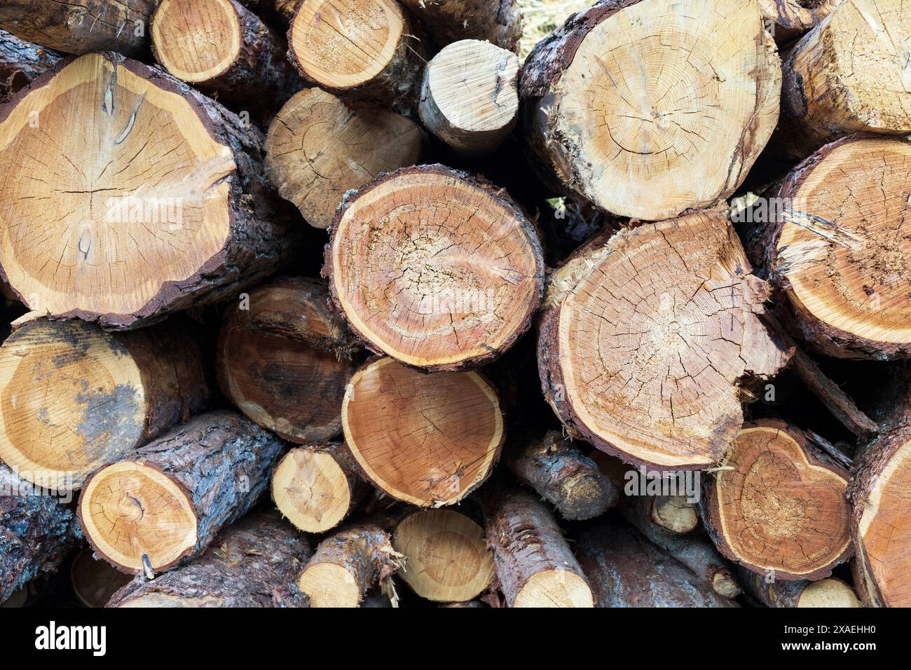 photographie de tronc d'arbre coupes de différentes tailles et sortes dans une pile, fond de texture en bois Banque D'Images