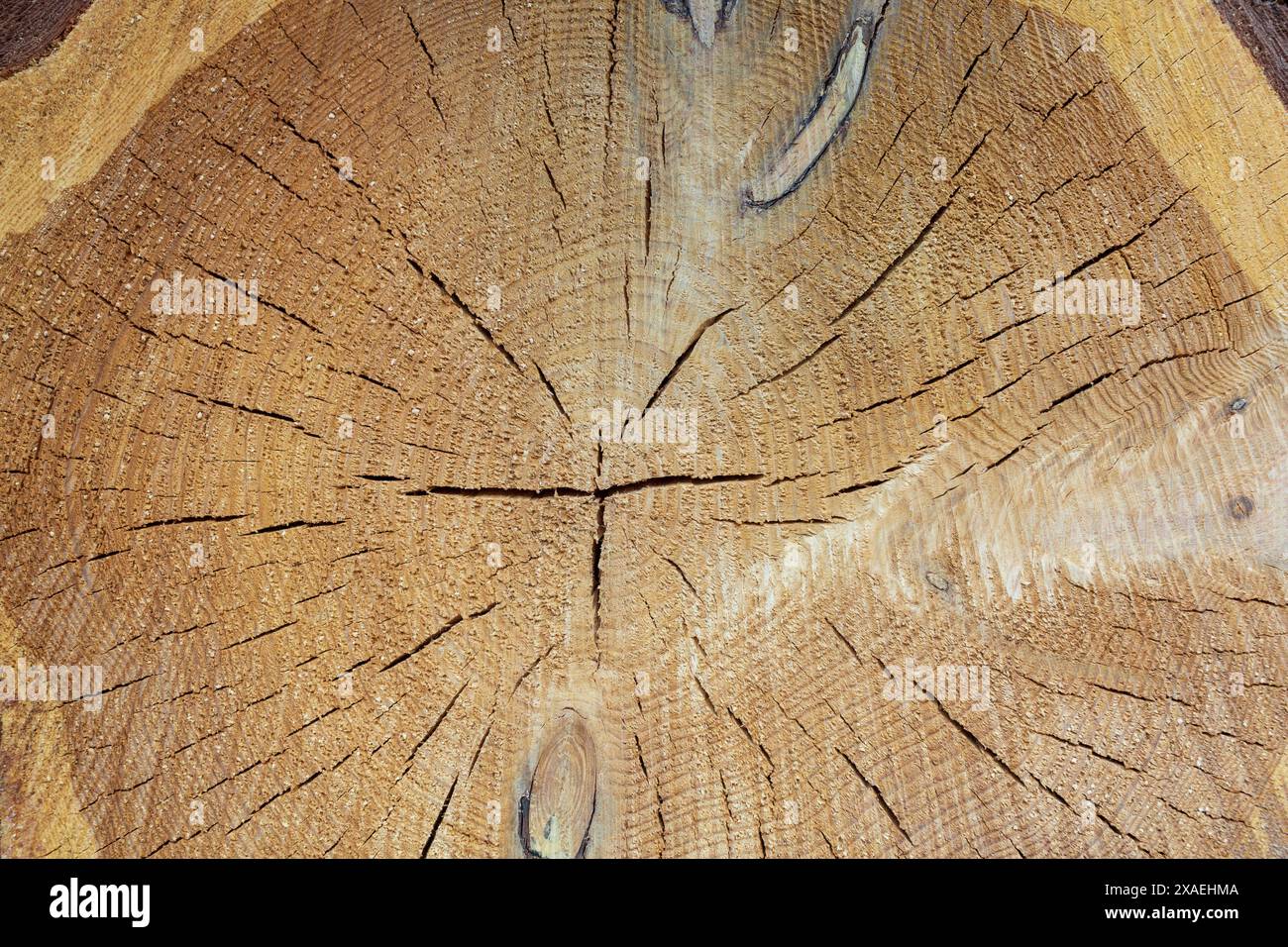 photographie rapprochée d'un tronc de conifère coupé avec des anneaux annuels et des fissures Banque D'Images
