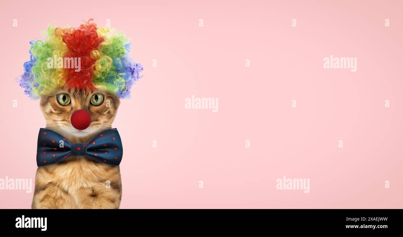 Chat rouge drôle habillé dans un costume festif et un chapeau de clown sur un fond rose. Copier l'espace. Banque D'Images