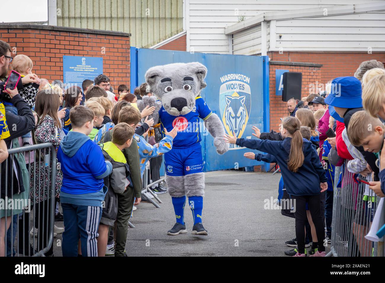 Warrington, Cheshire, Royaume-Uni. 06 juin 2024. Warrington Wolves quitte le Halliwell Jones Stadium le 6 juin 2024 et se dirige vers le Wembley Stadium pour la finale de la Rugby Football League Challenge Cup contre Wigan. Des partisans étaient là pour les faire partir. Wolfie la mascotte est venue saluer les supporters Credit : John Hopkins/Alamy Live News Banque D'Images