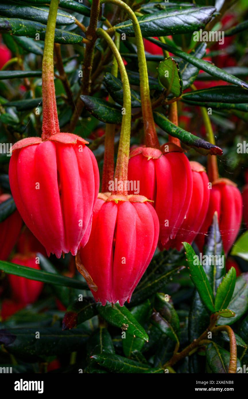 Gros plan des fleurs décoratives rose carmin de l'arbre lanterne chilien (Crinodendron hookerianum) dans un jardin dans le Sussex de l'Ouest, en Angleterre. Banque D'Images