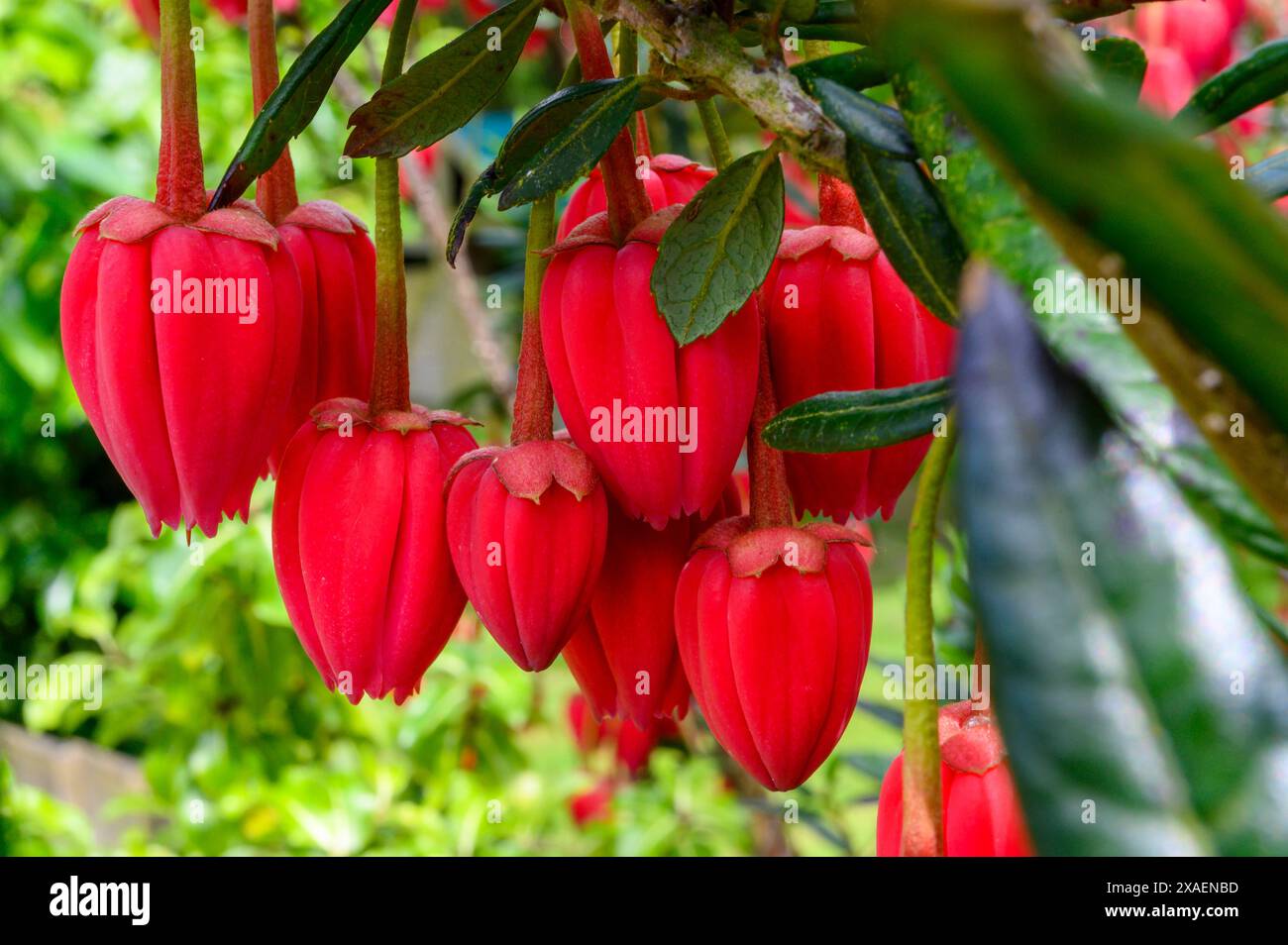 Gros plan des fleurs décoratives rose carmin de l'arbre lanterne chilien (Crinodendron hookerianum) dans un jardin dans le Sussex de l'Ouest, en Angleterre. Banque D'Images