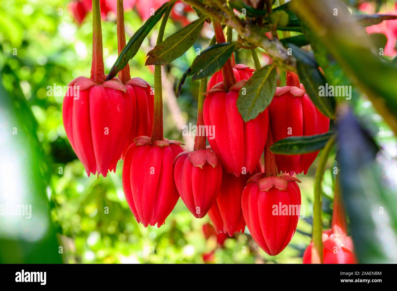 Gros plan des fleurs décoratives rose carmin de l'arbre lanterne chilien (Crinodendron hookerianum) dans un jardin dans le Sussex de l'Ouest, en Angleterre. Banque D'Images
