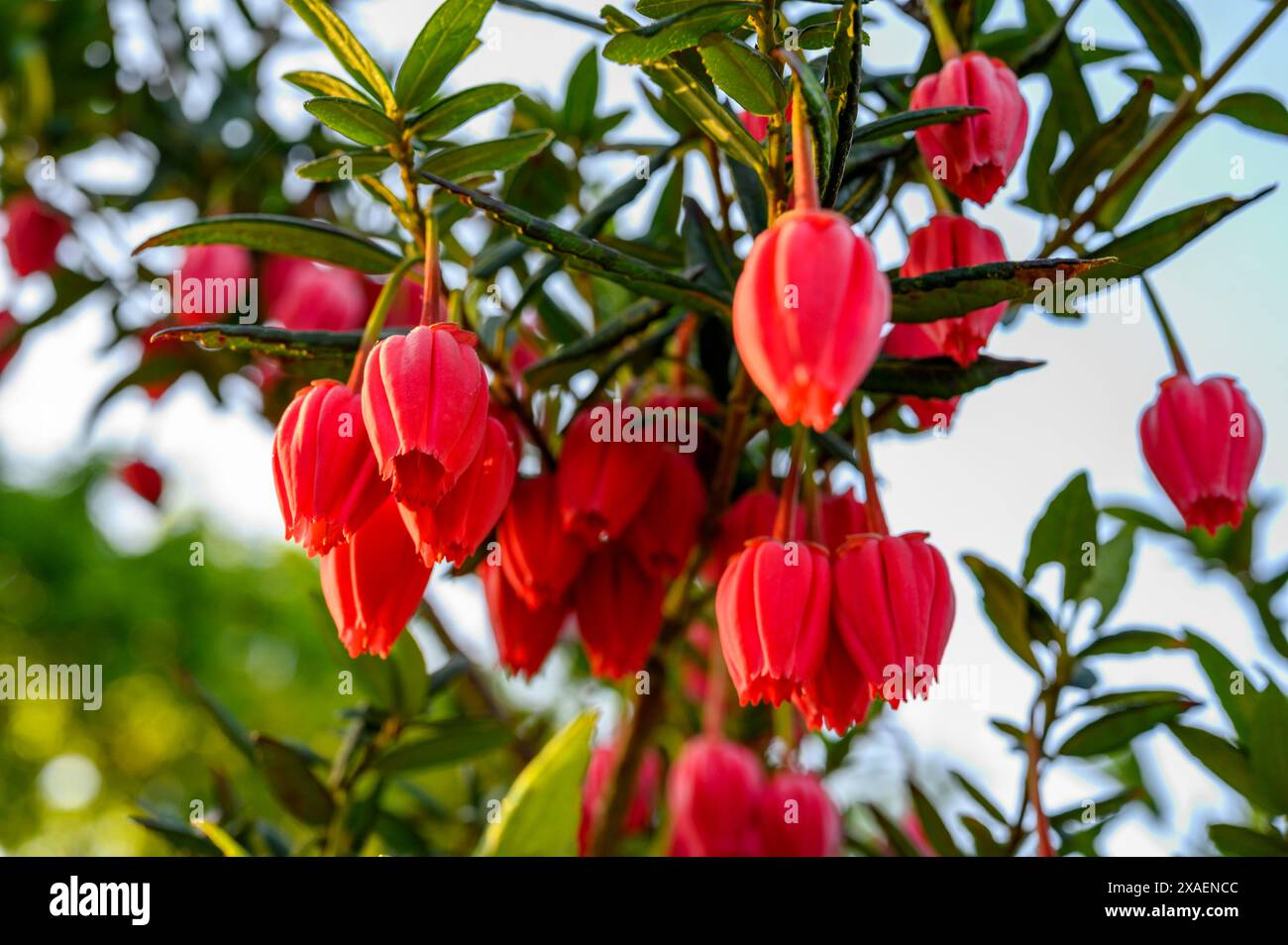 Gros plan des fleurs décoratives rose carmin de l'arbre lanterne chilien (Crinodendron hookerianum) dans un jardin dans le Sussex de l'Ouest, en Angleterre. Banque D'Images