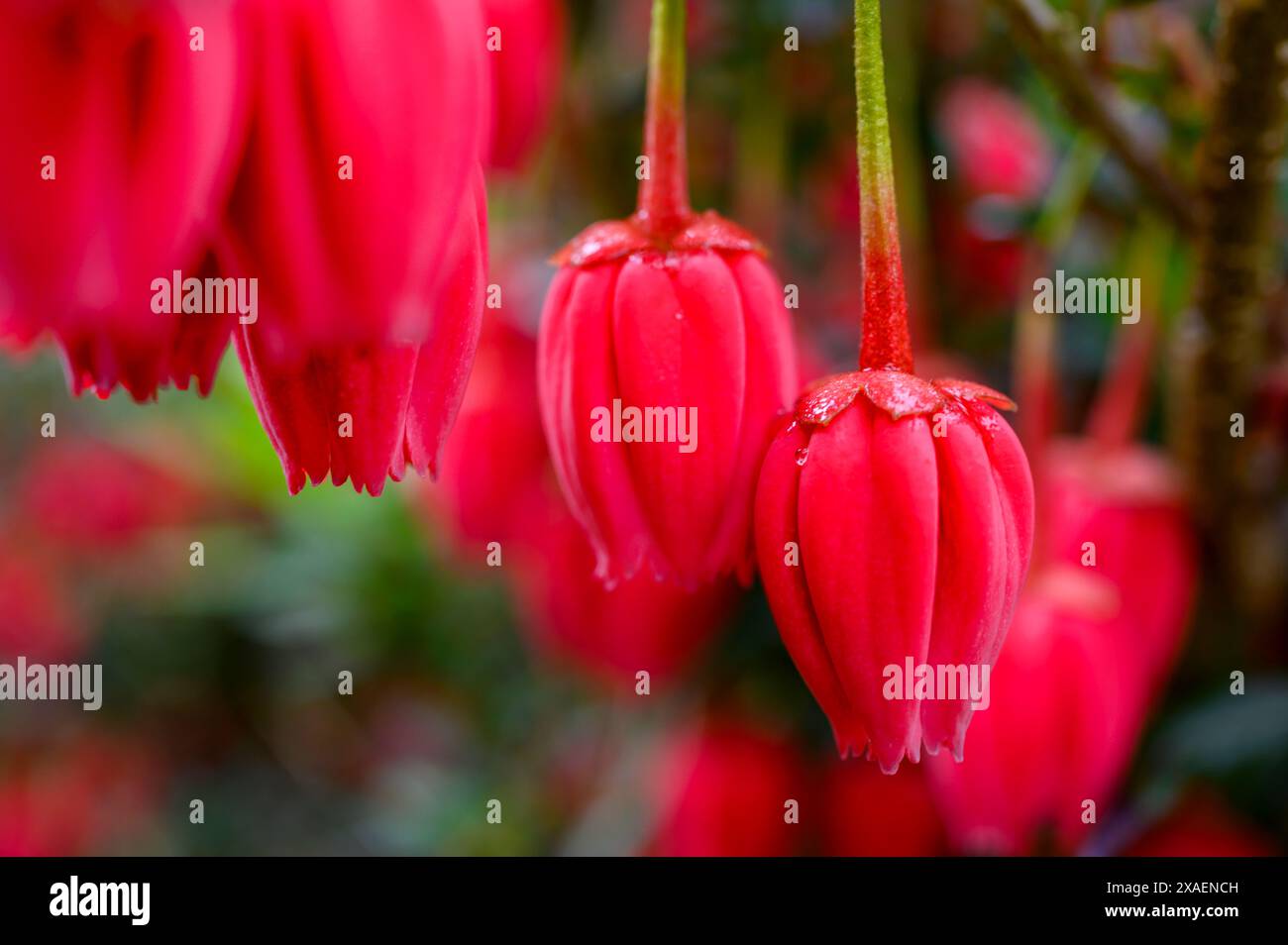 Gros plan des fleurs décoratives rose carmin de l'arbre lanterne chilien (Crinodendron hookerianum) dans un jardin dans le Sussex de l'Ouest, en Angleterre. Banque D'Images