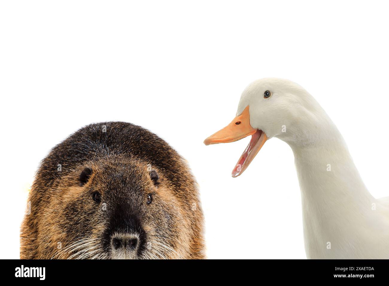 canard et nutria isolés sur fond blanc Banque D'Images