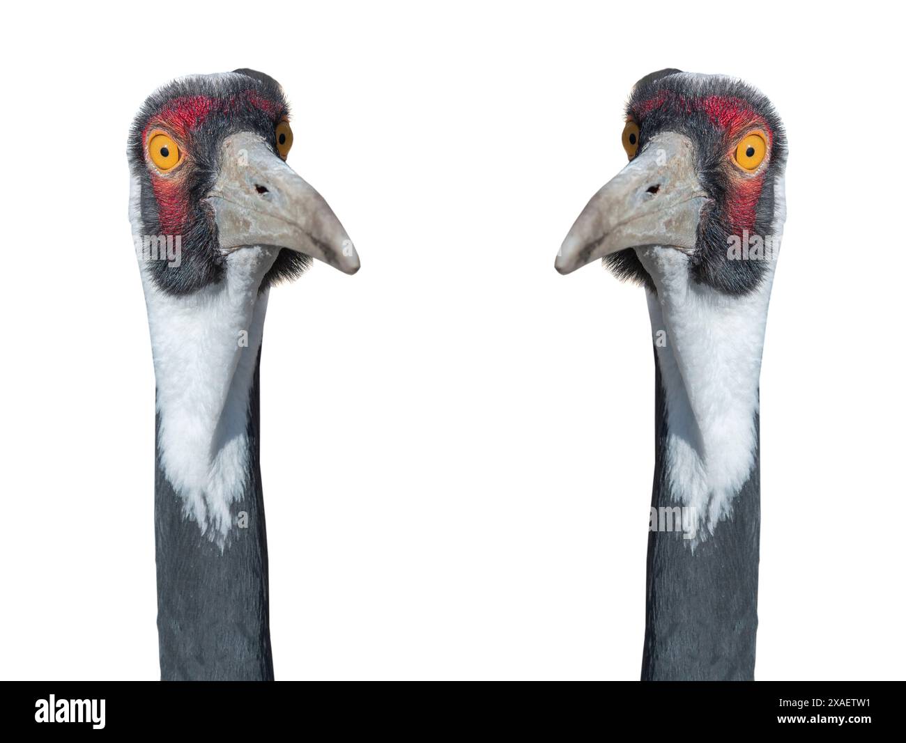 deux grues blanches isolées sur fond blanc Banque D'Images