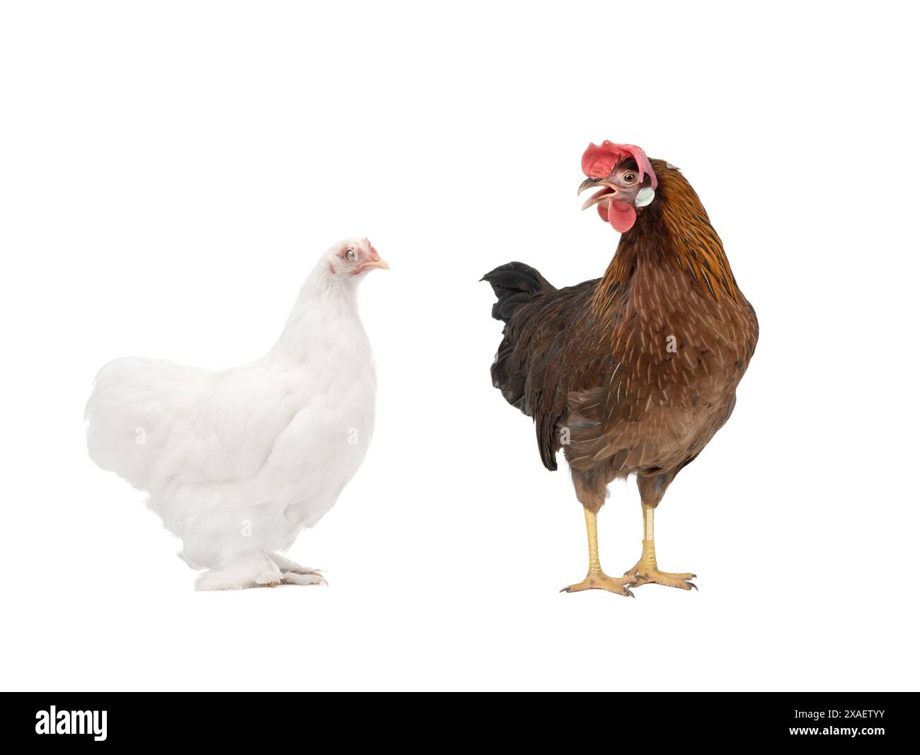 deux poulets isolés sur fond blanc Banque D'Images
