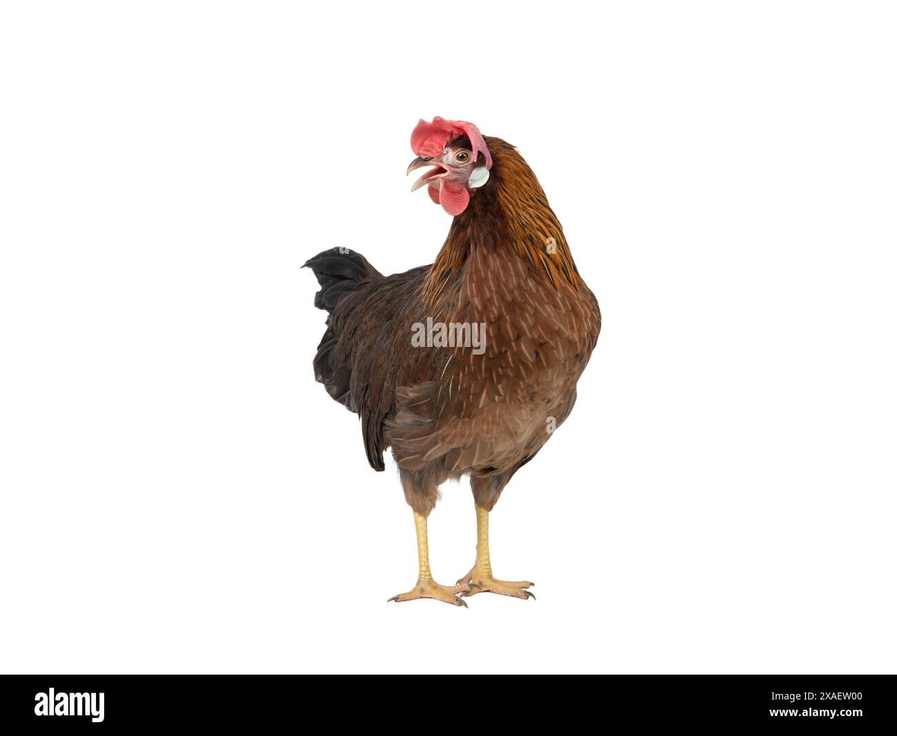 poulet brun isolé sur fond blanc Banque D'Images