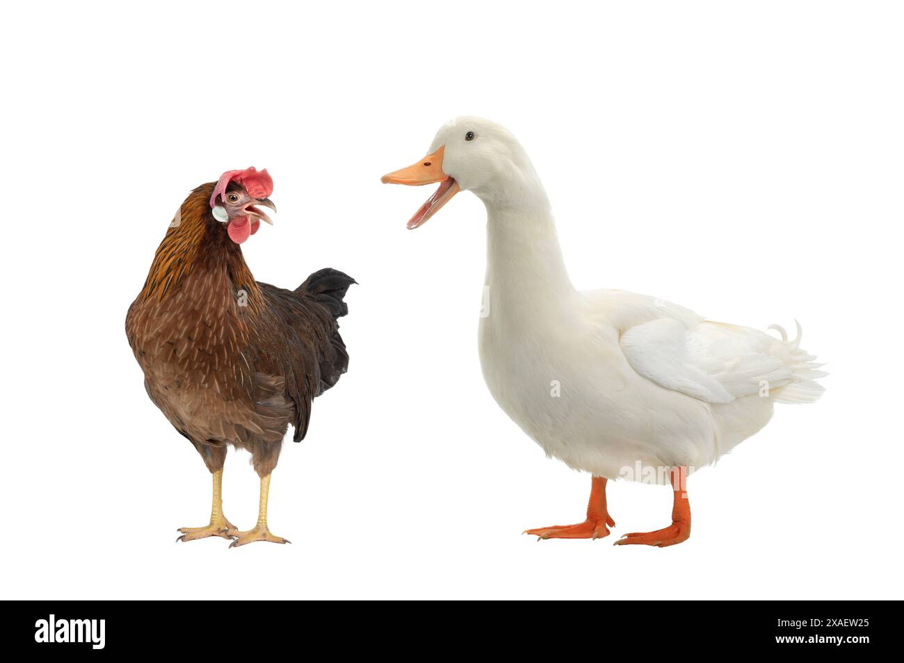 poulet brun et canard isolés sur fond blanc Banque D'Images