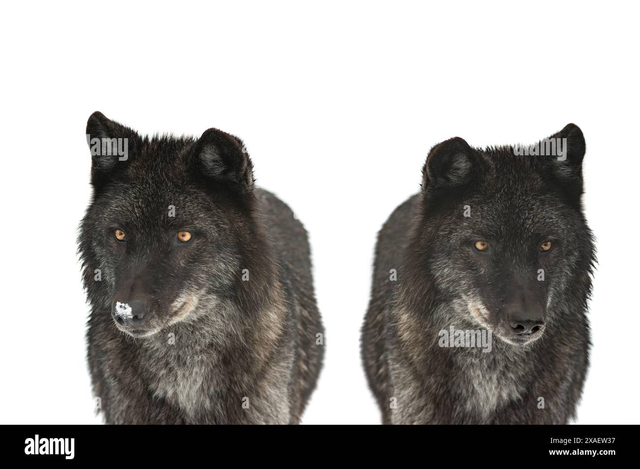 deux loups noirs canadiens isolés sur fond blanc Banque D'Images
