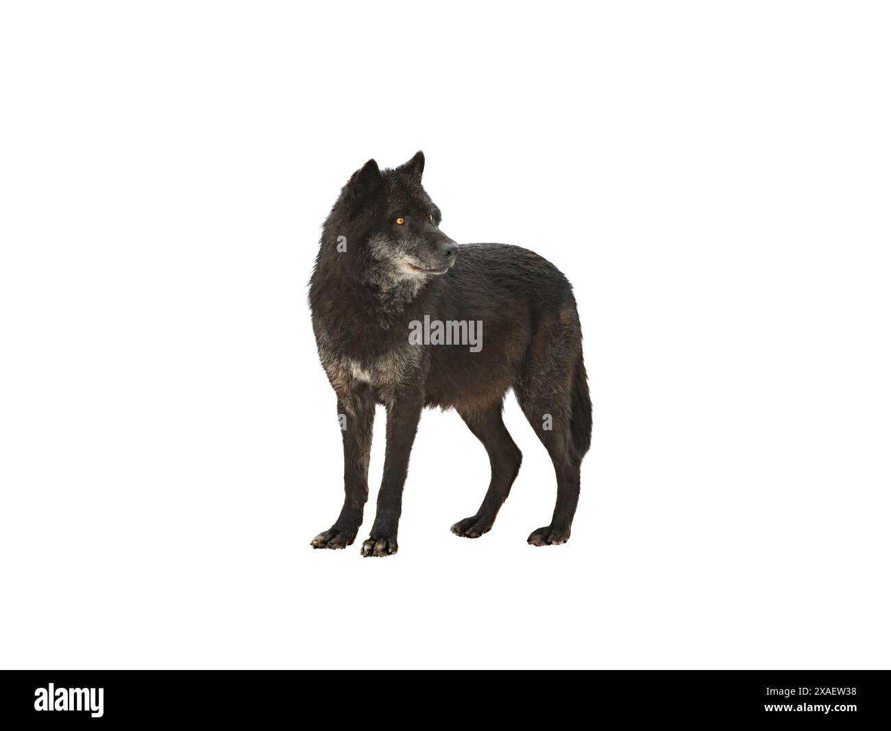 loup noir canadien isolé sur fond blanc Banque D'Images