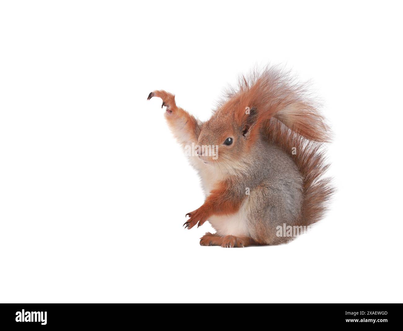 écureuil avec pattes relevées isolé sur fond blanc. entre les pattes, les écureuils ont de l'espace pour insérer divers objets Banque D'Images