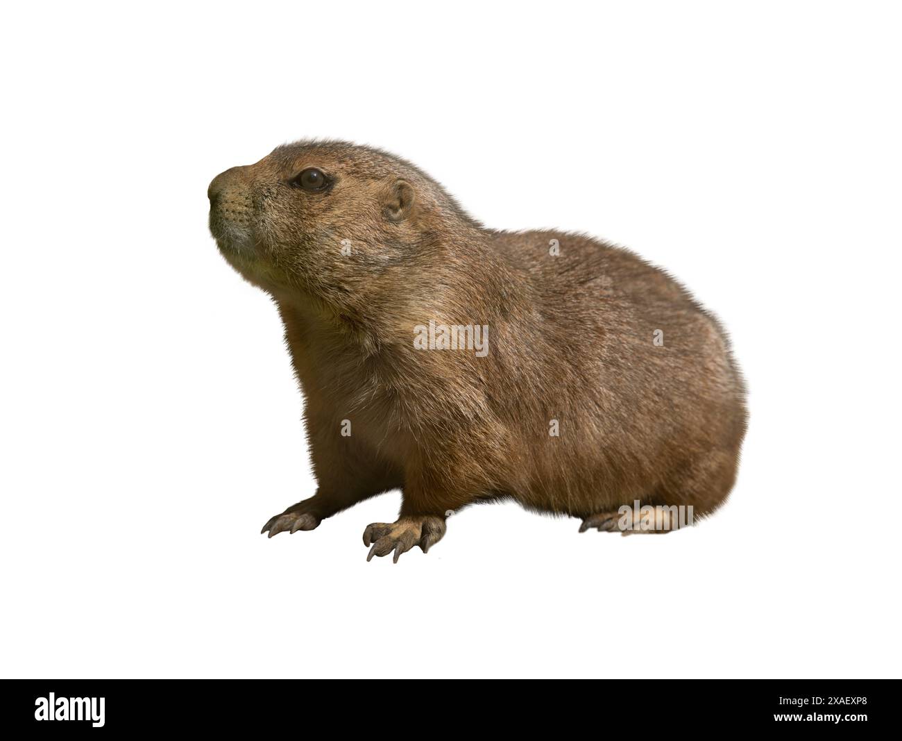 Cynomys isolé sur fond blanc Banque D'Images