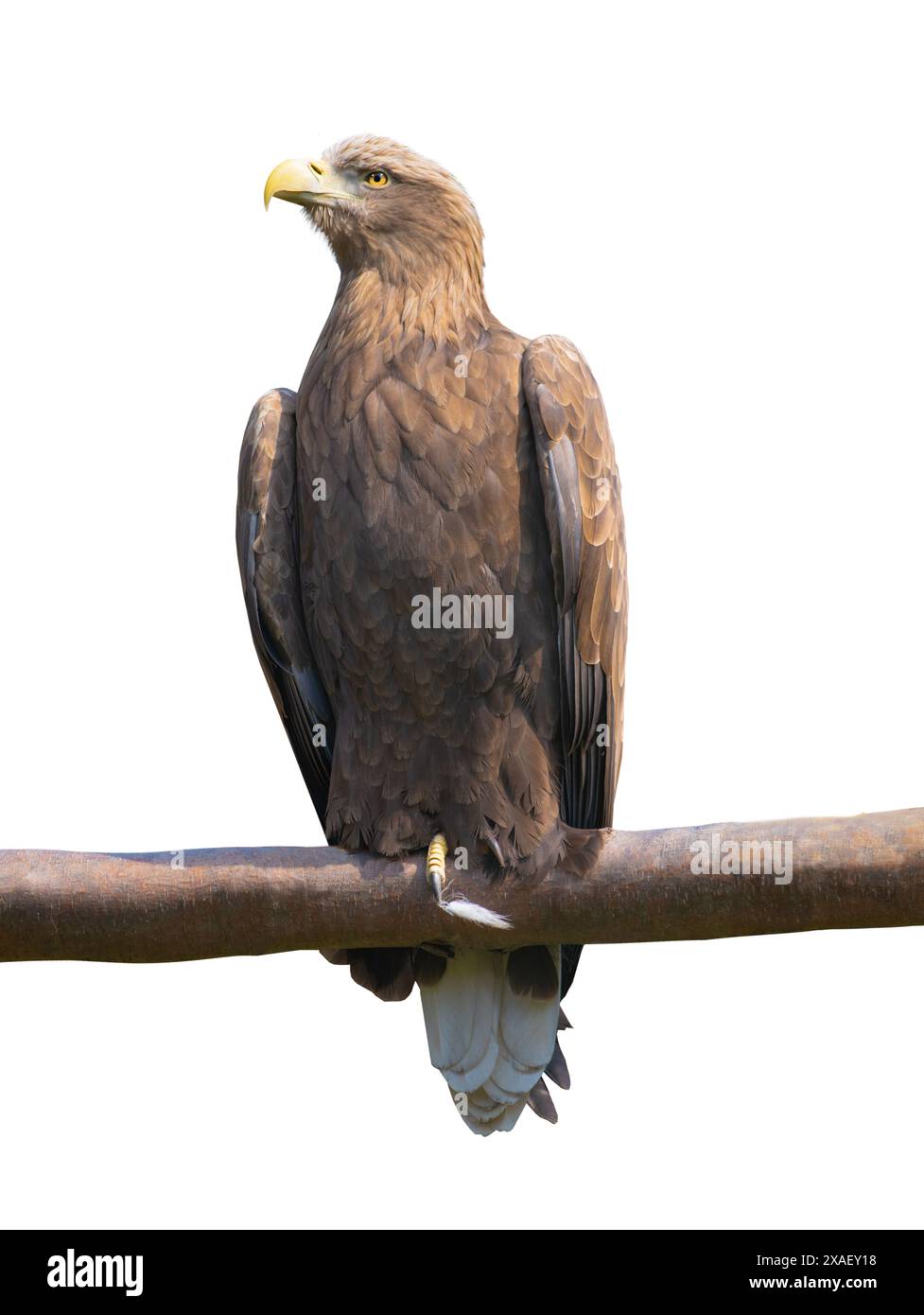 Eagie de mer à queue blanche isolée sur fond blanc Banque D'Images