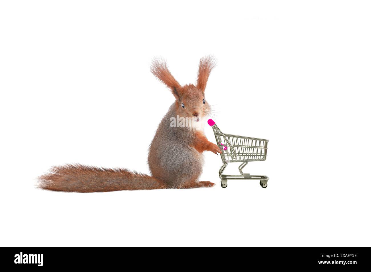 écureuil et panier de supermarché isolé sur fond blanc Banque D'Images