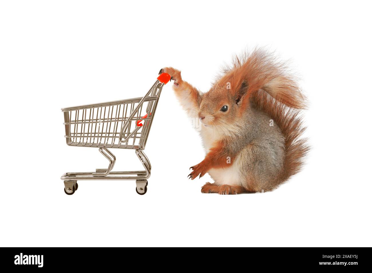 écureuil et panier de supermarché isolé sur fond blanc Banque D'Images