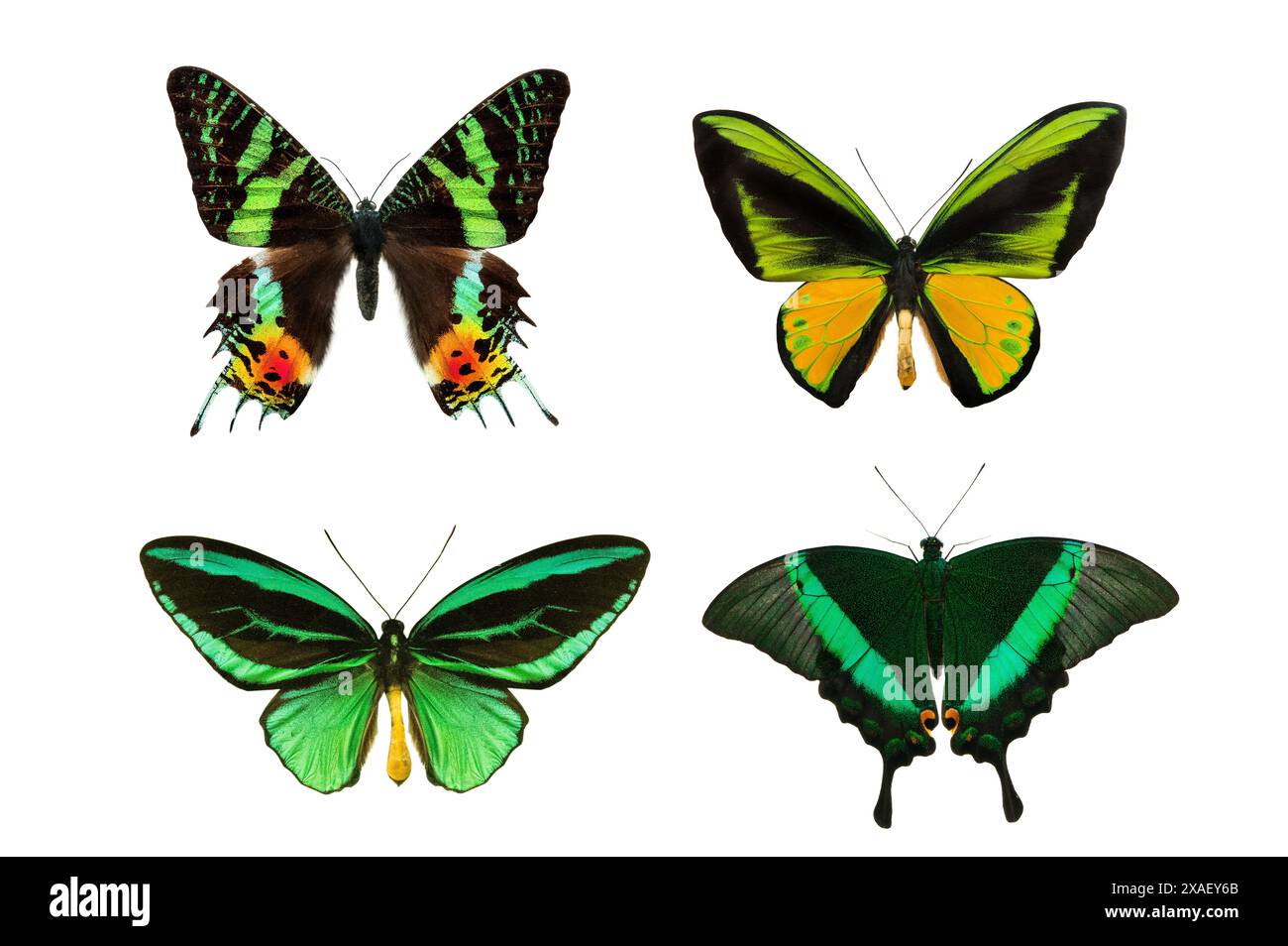 papillons aux ailes vertes isolés sur fond blanc Banque D'Images