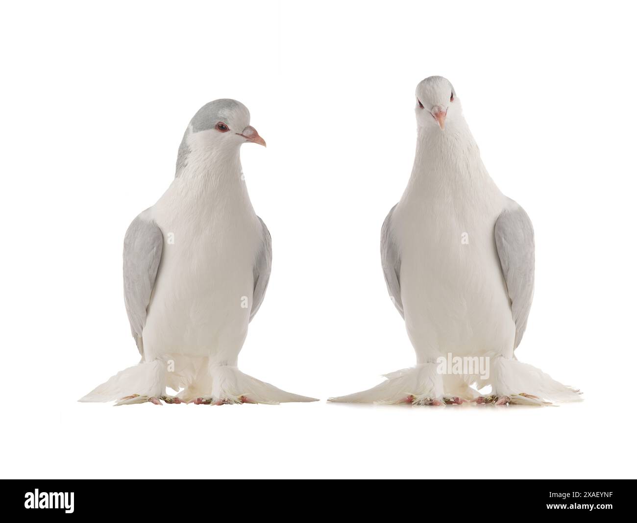 deux pigeons lahore isolés sur fond blanc Banque D'Images deux pigeons lahore isolés sur fond blanc Banque D'Images
