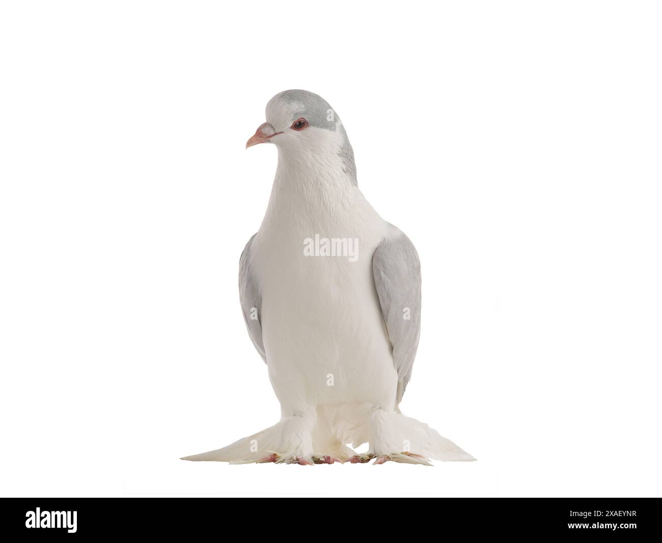 pigeon lahore isolé sur fond blanc Banque D'Images