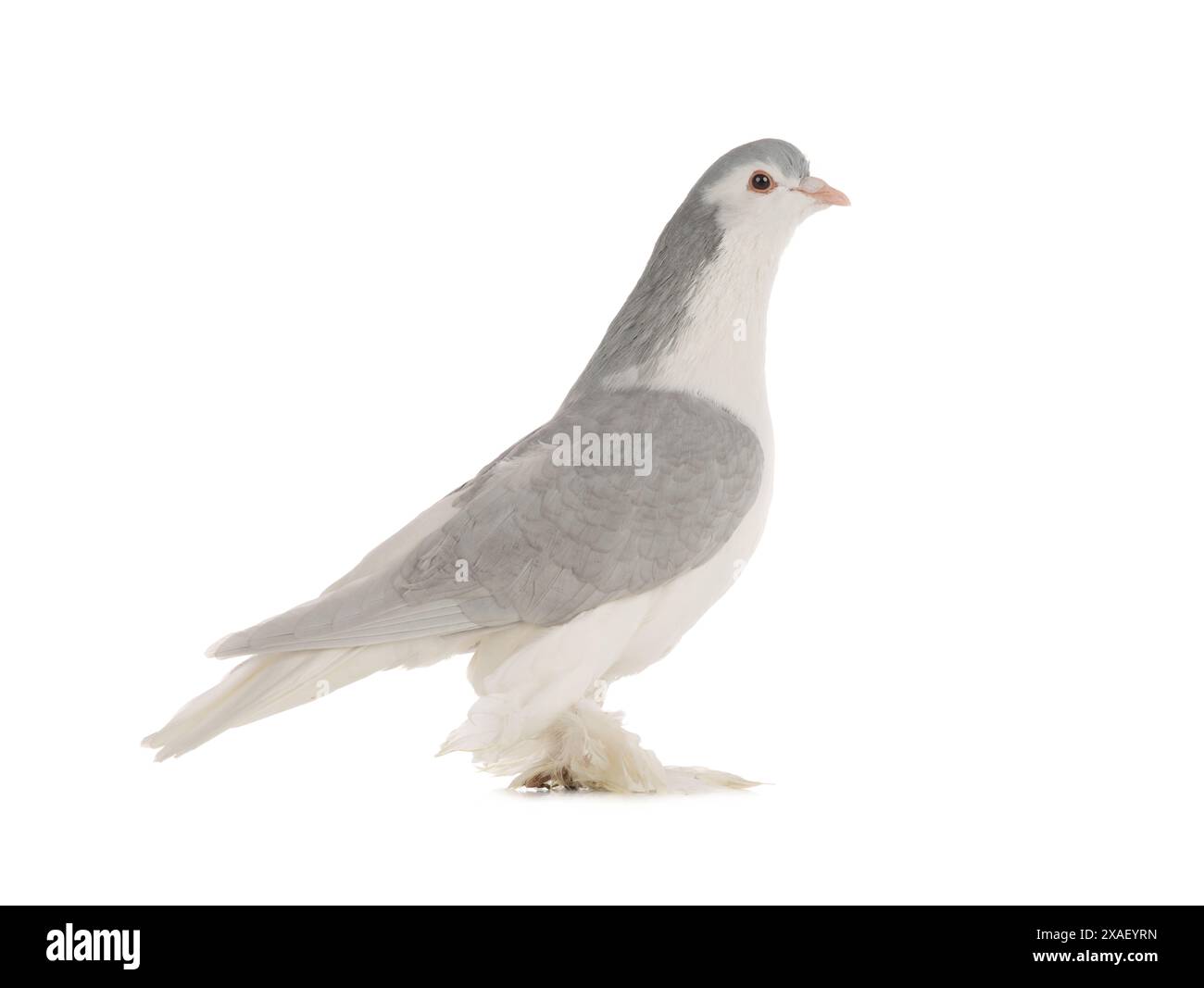 pigeon lahore isolé sur fond blanc Banque D'Images