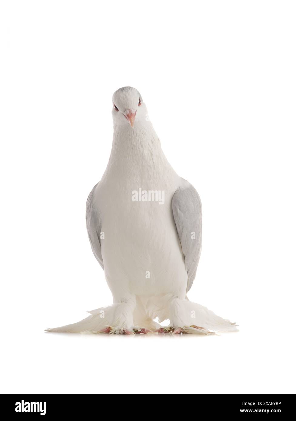 pigeon lahore isolé sur fond blanc Banque D'Images pigeon lahore isolé sur fond blanc Banque D'Images