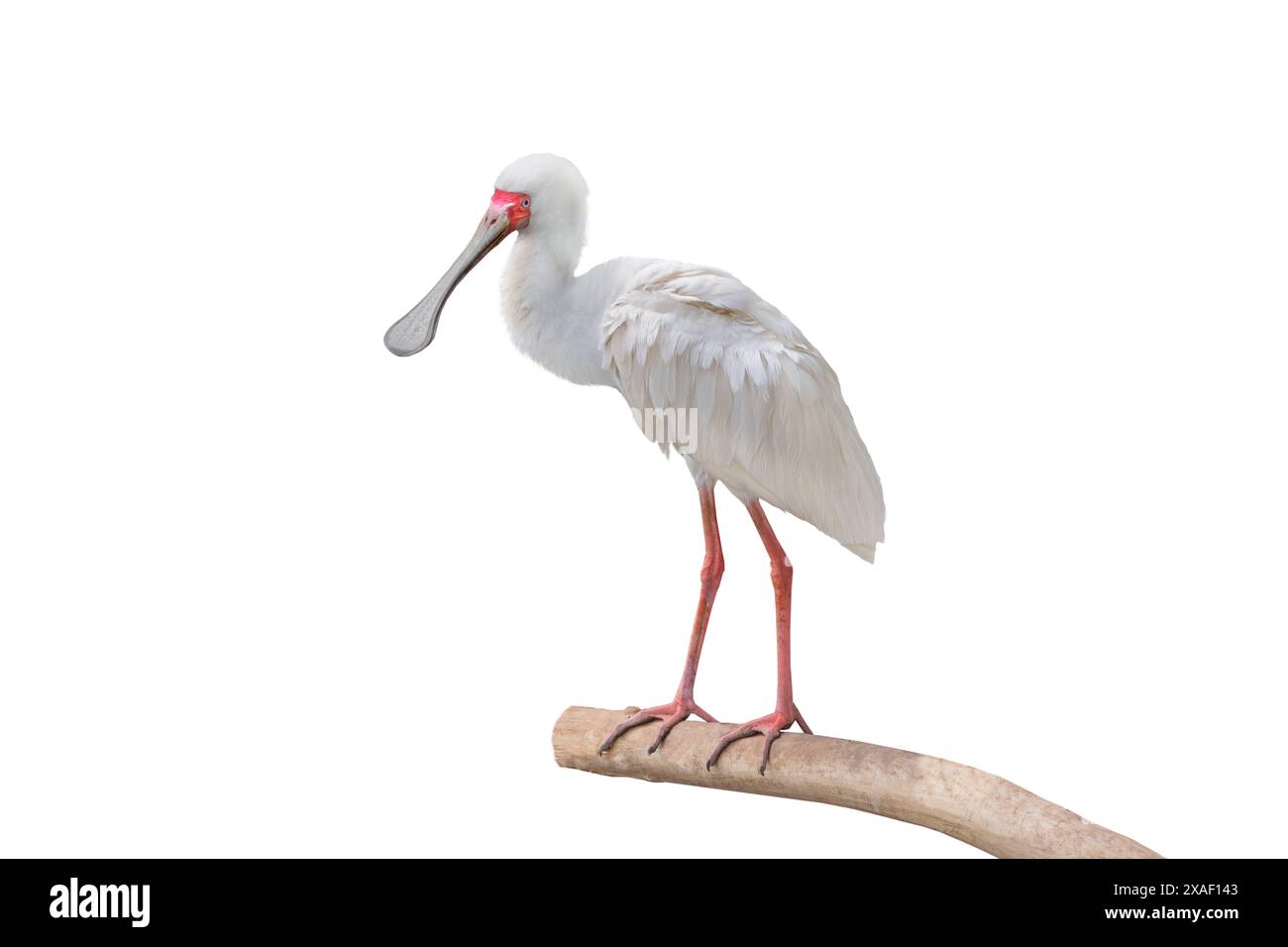 platalea alba africaine isolé sur fond blanc Banque D'Images
