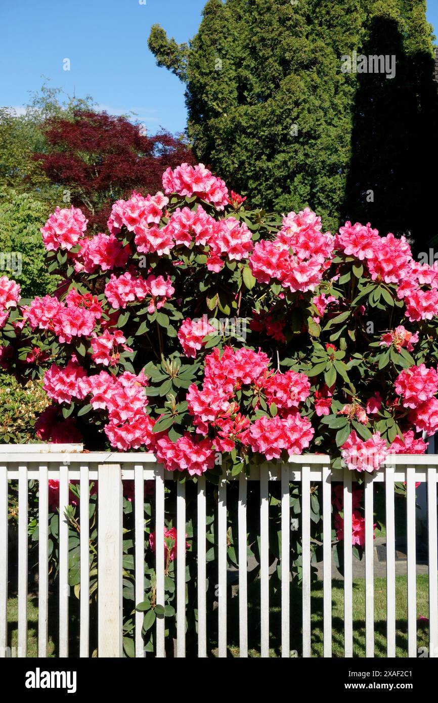 Rhododendrons roses et clôture blanche au printemps Banque D'Images